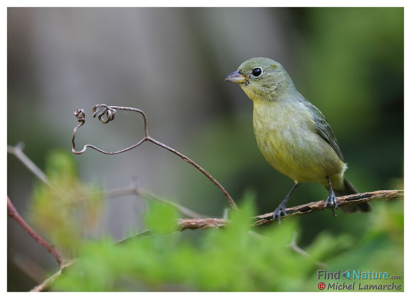 Painted Bunting female