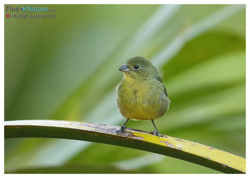 Painted Bunting female