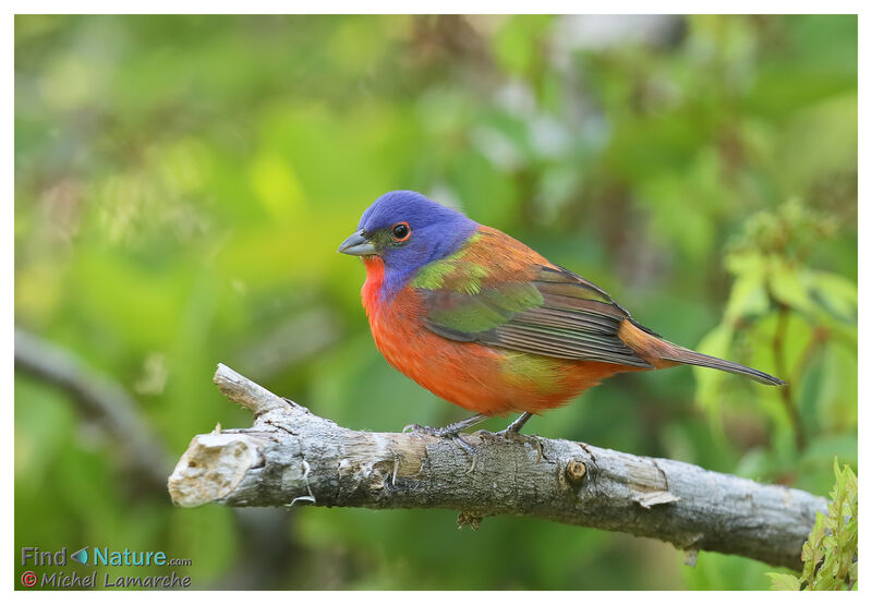 Passerin nonpareil mâle