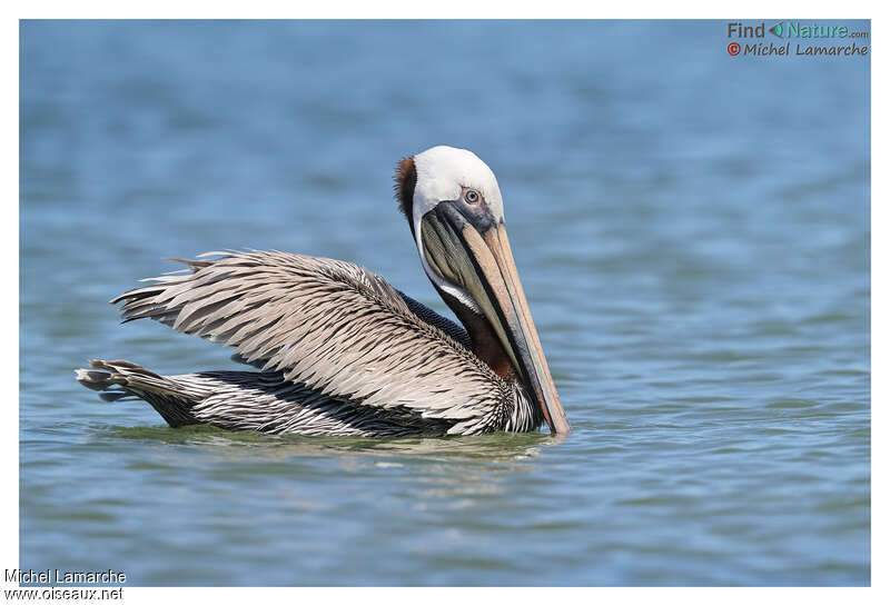 Brown Pelicanadult post breeding, pigmentation, swimming