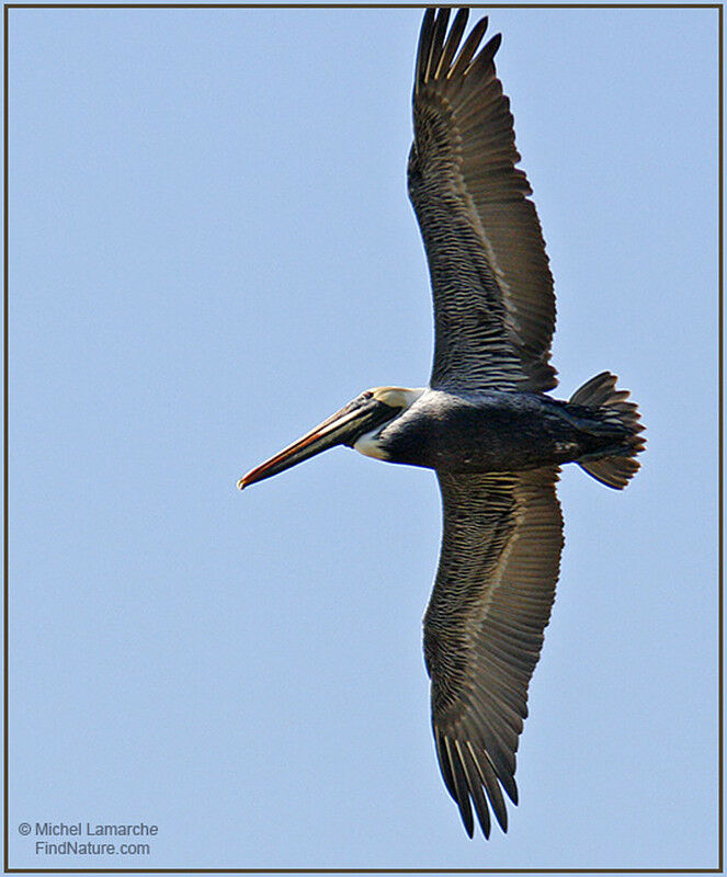 Brown Pelicanadult post breeding