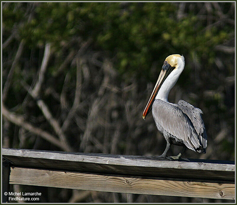 Brown Pelicanadult post breeding