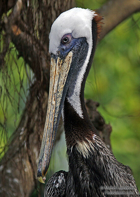 Brown Pelicanadult post breeding