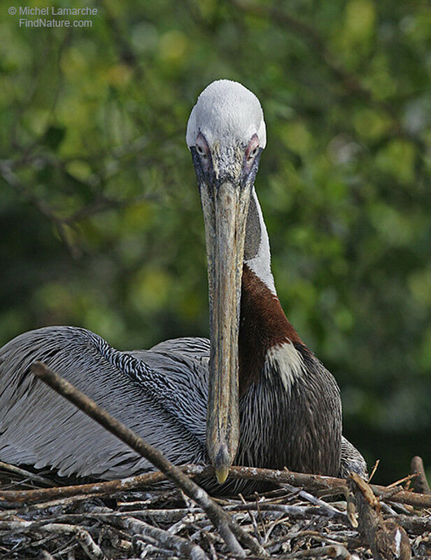 Brown Pelicanadult post breeding