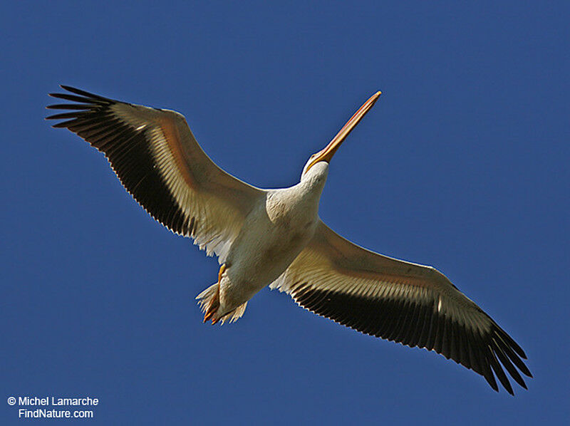 American White Pelicanadult