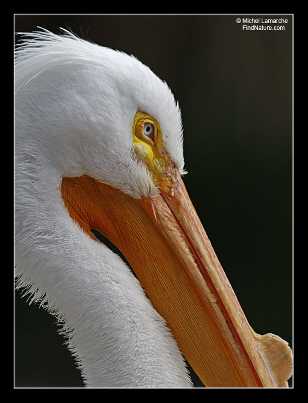 American White Pelican