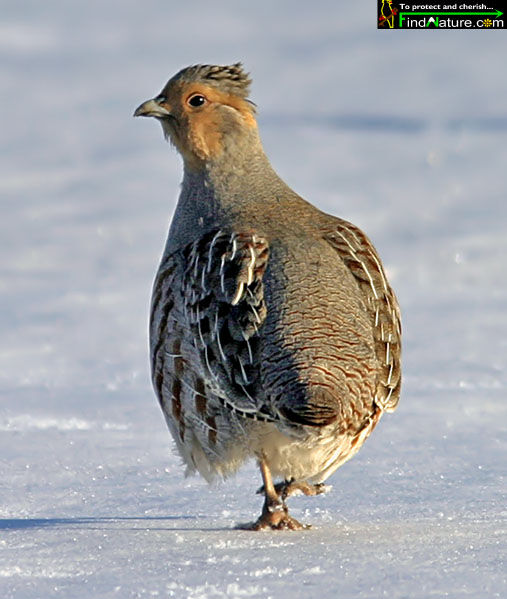 Grey Partridge