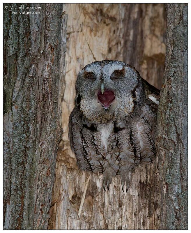 Eastern Screech Owl