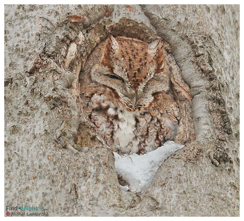 Eastern Screech Owl male adult