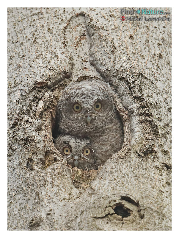 Eastern Screech Owljuvenile