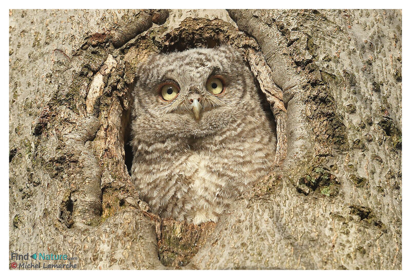 Eastern Screech Owljuvenile