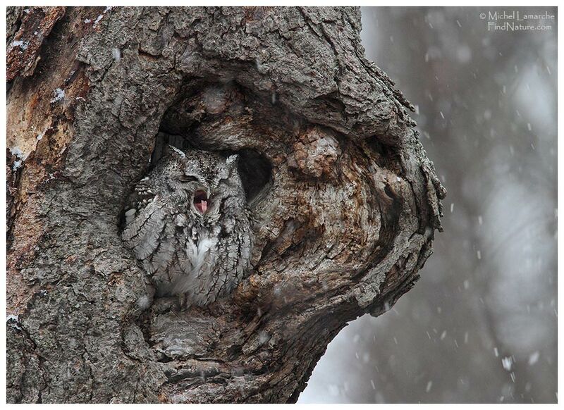 Eastern Screech Owladult