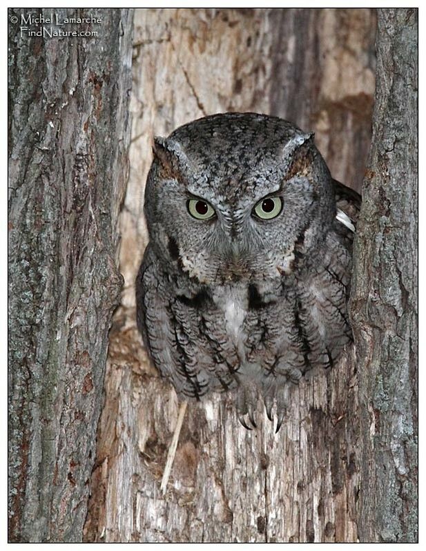 Eastern Screech Owl