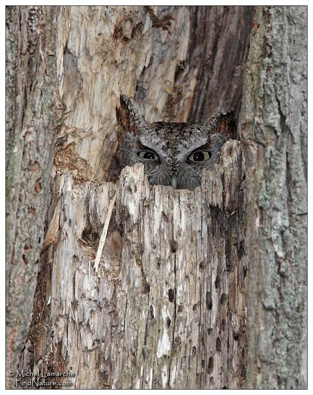 Eastern Screech Owl