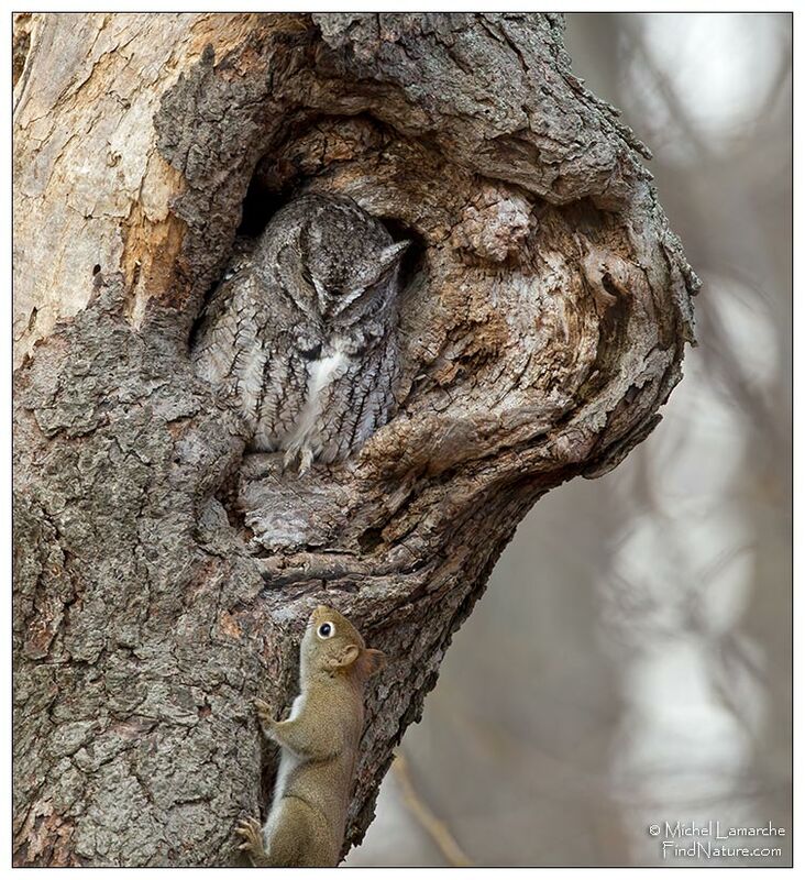 Eastern Screech Owl