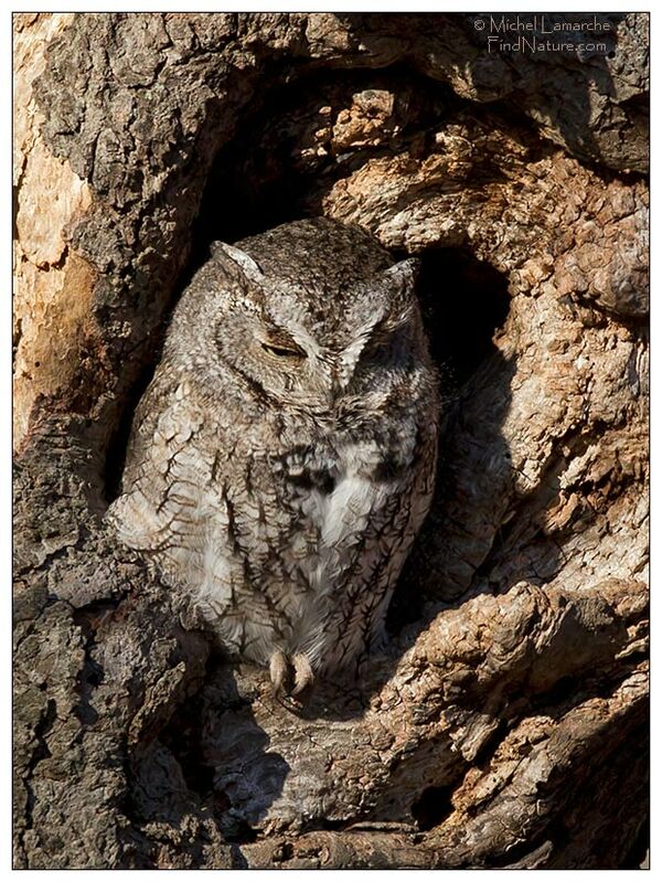 Eastern Screech Owl