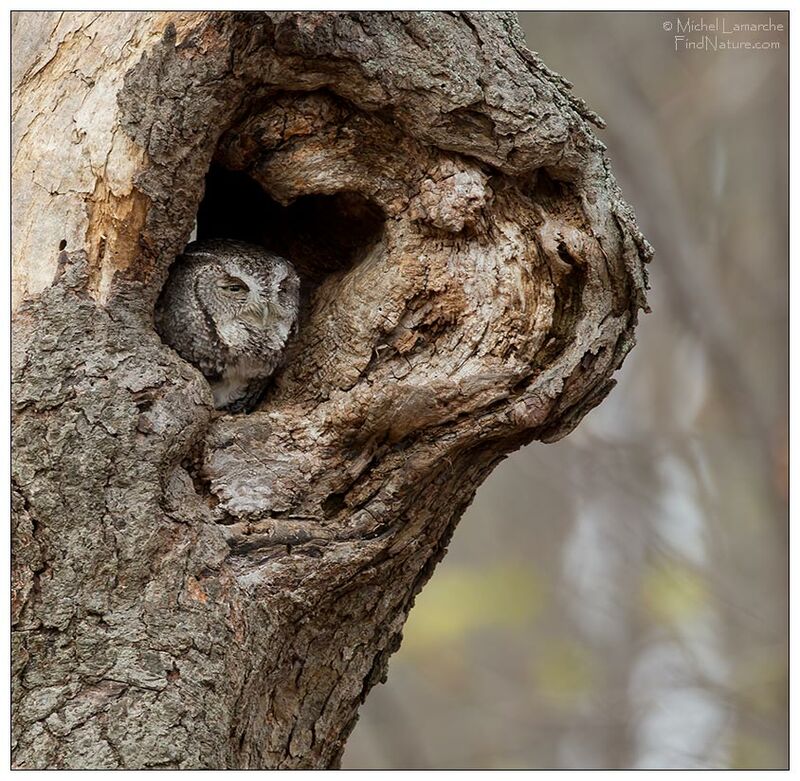 Eastern Screech Owl