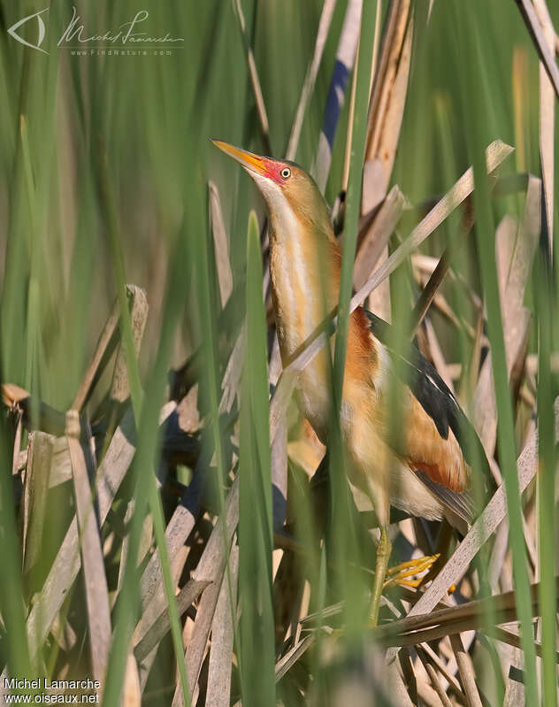 Petit Blongios mâle adulte, habitat, pigmentation