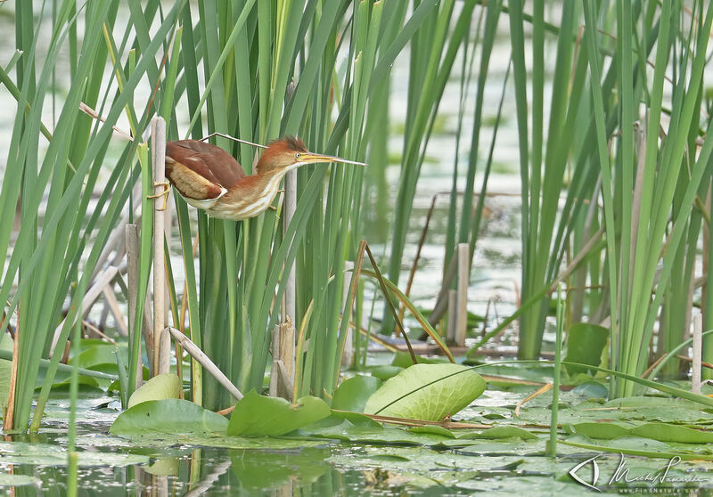 Least Bittern female adult