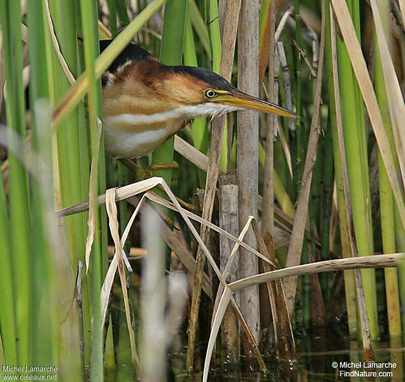 Least Bittern male adult, close-up portrait