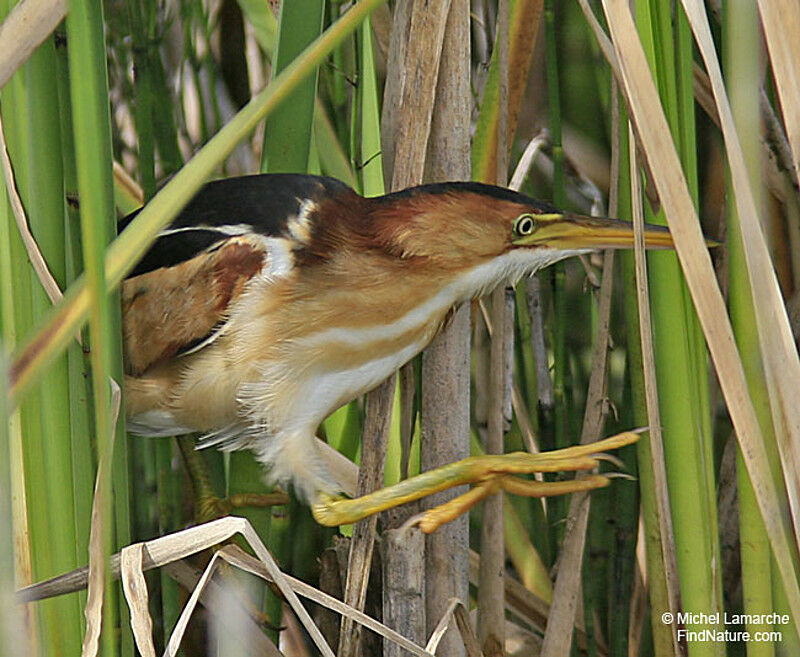 Least Bittern male adult