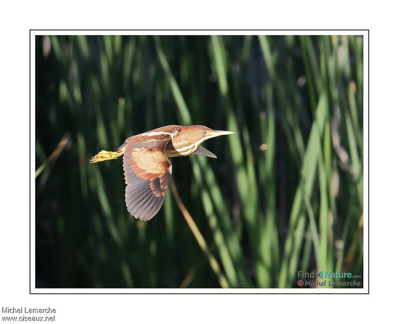 Least Bittern female adult, Flight