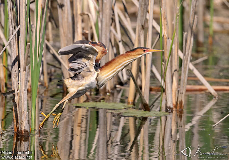 Least Bittern male adult, Flight