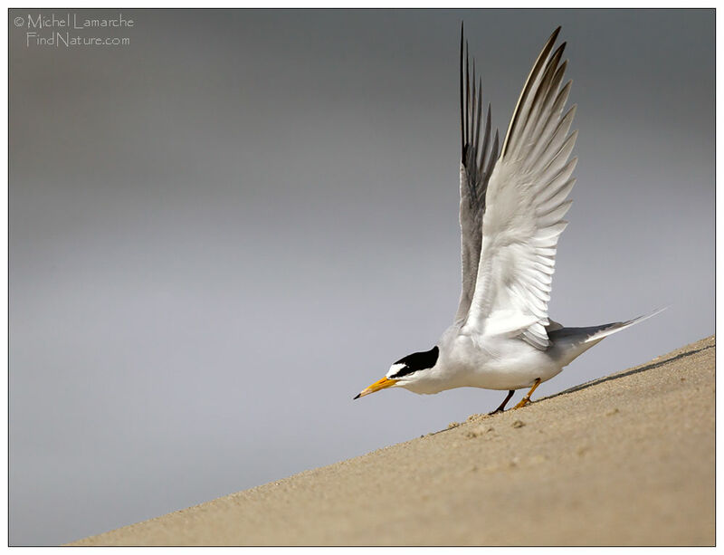 Least Tern