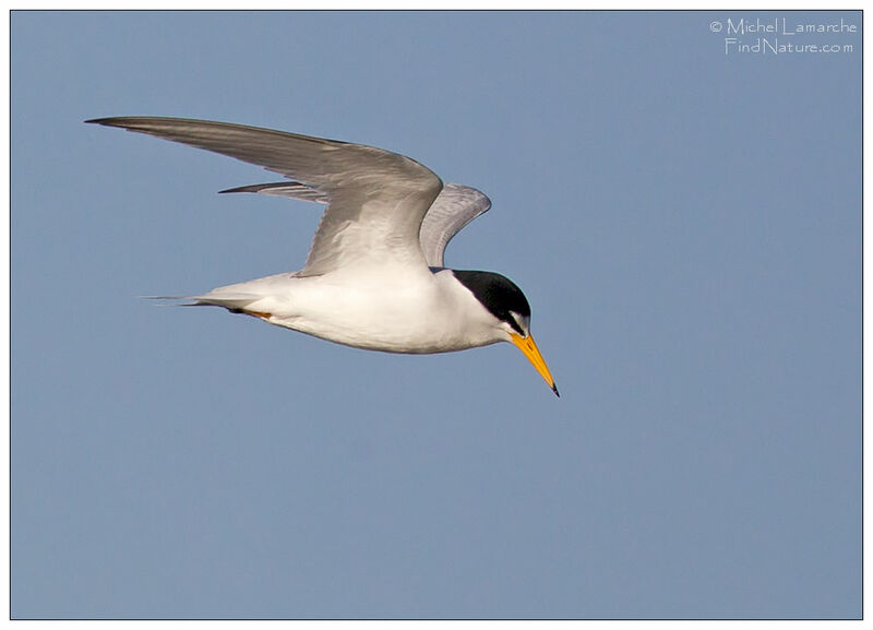 Least Tern, Flight