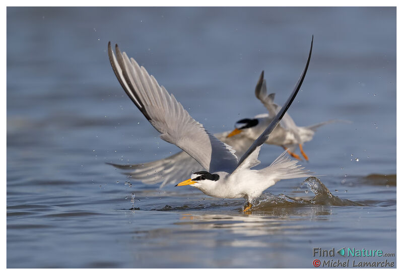 Least Tern