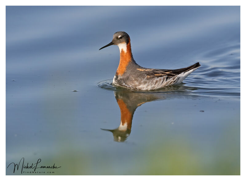 Phalarope à bec étroit