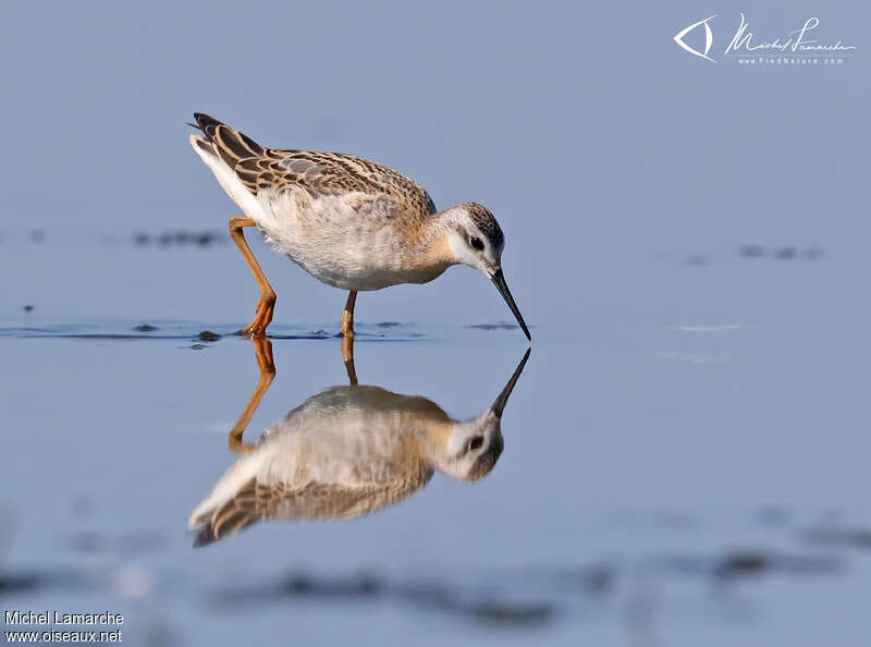 Phalarope de Wilsonadulte internuptial, identification