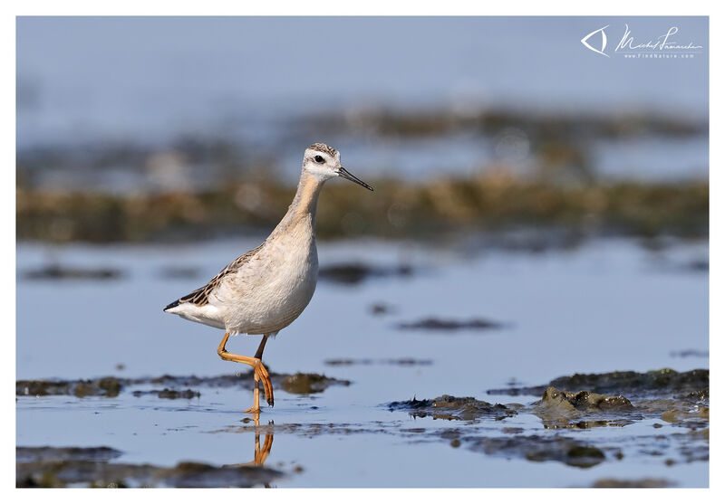 Phalarope de Wilson