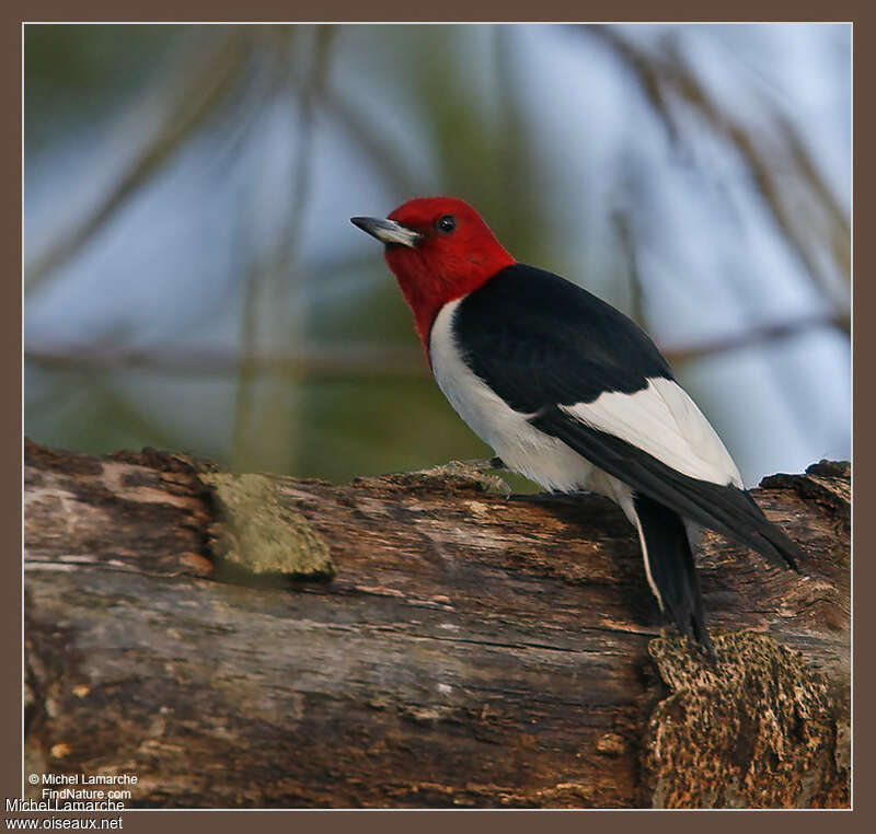 Red-headed Woodpeckeradult, close-up portrait