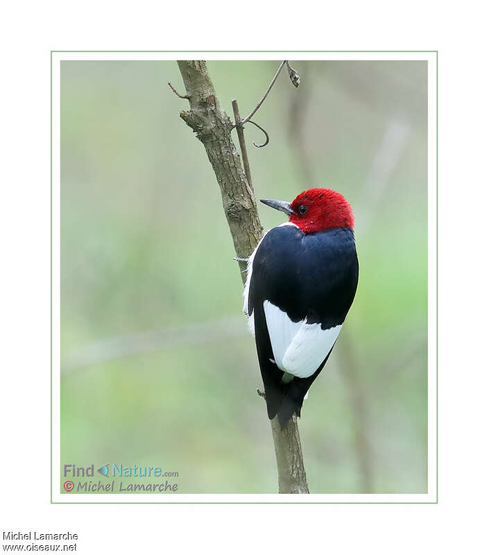 Red-headed Woodpeckeradult, pigmentation