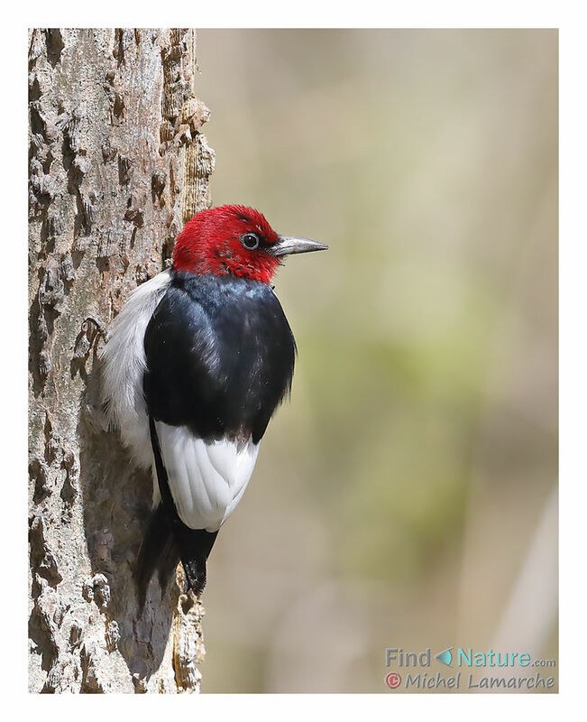 Pic à tête rouge