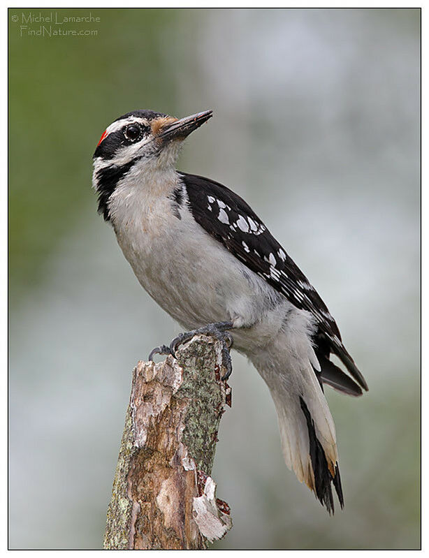 Hairy Woodpecker male adult