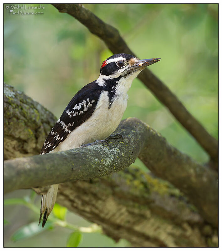 Hairy Woodpecker male adult