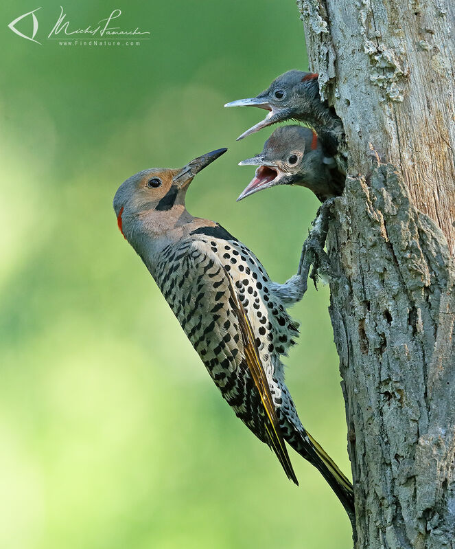 Northern Flicker