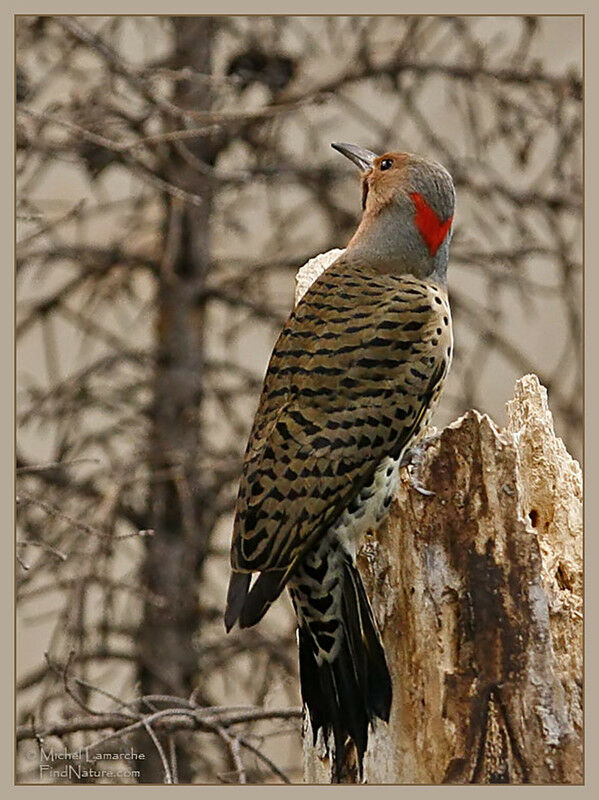 Northern Flicker male adult