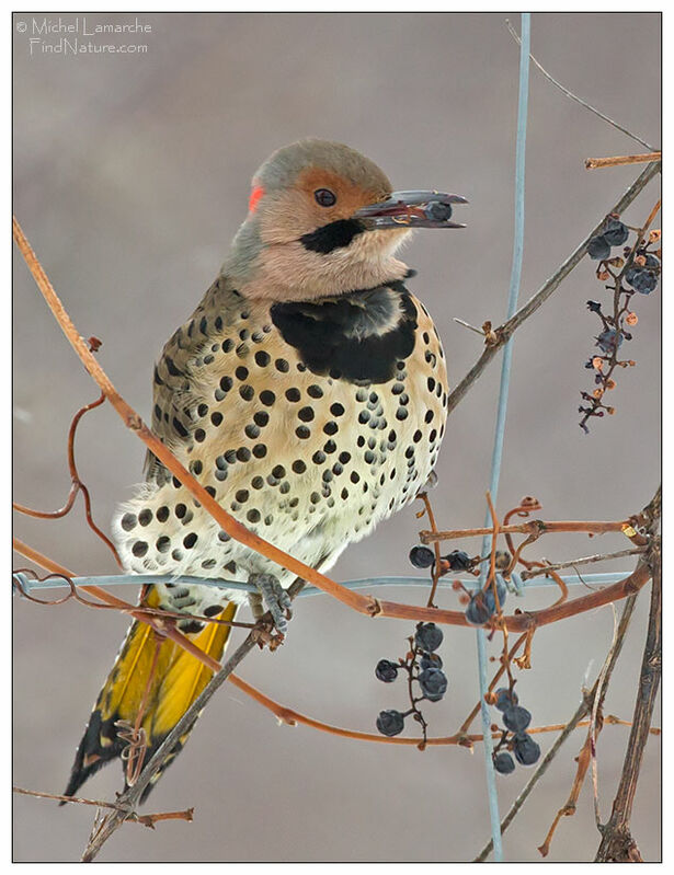 Northern Flicker male adult