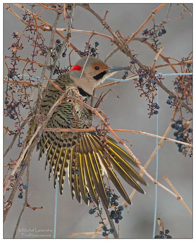 Pic flamboyant mâle adulte