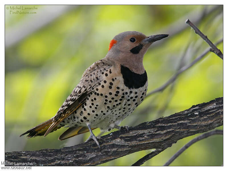 Pic flamboyant mâle adulte, identification