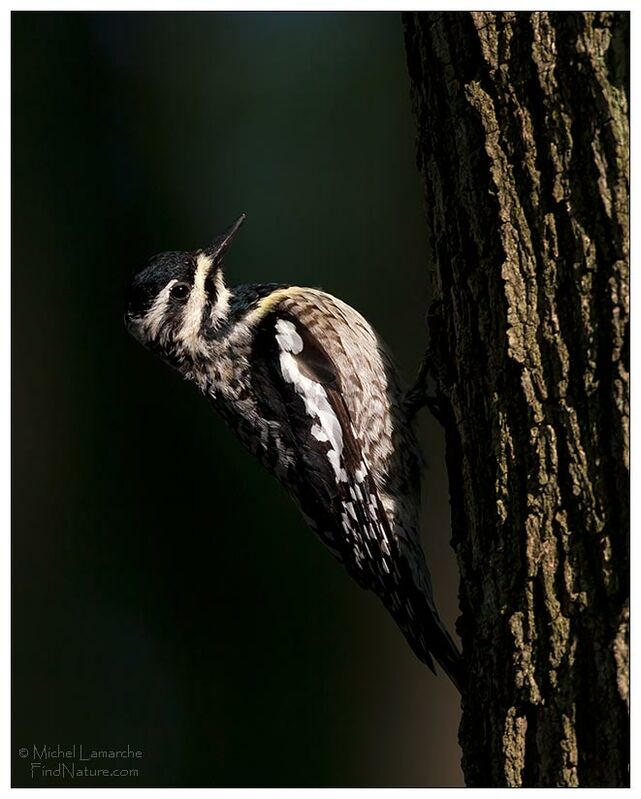 Yellow-bellied Sapsucker