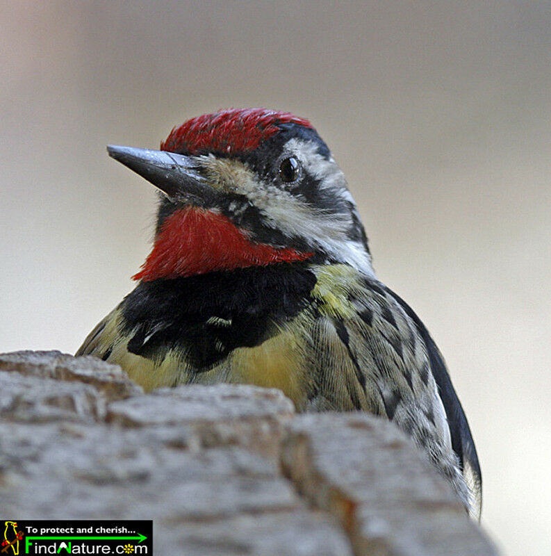 Yellow-bellied Sapsucker male