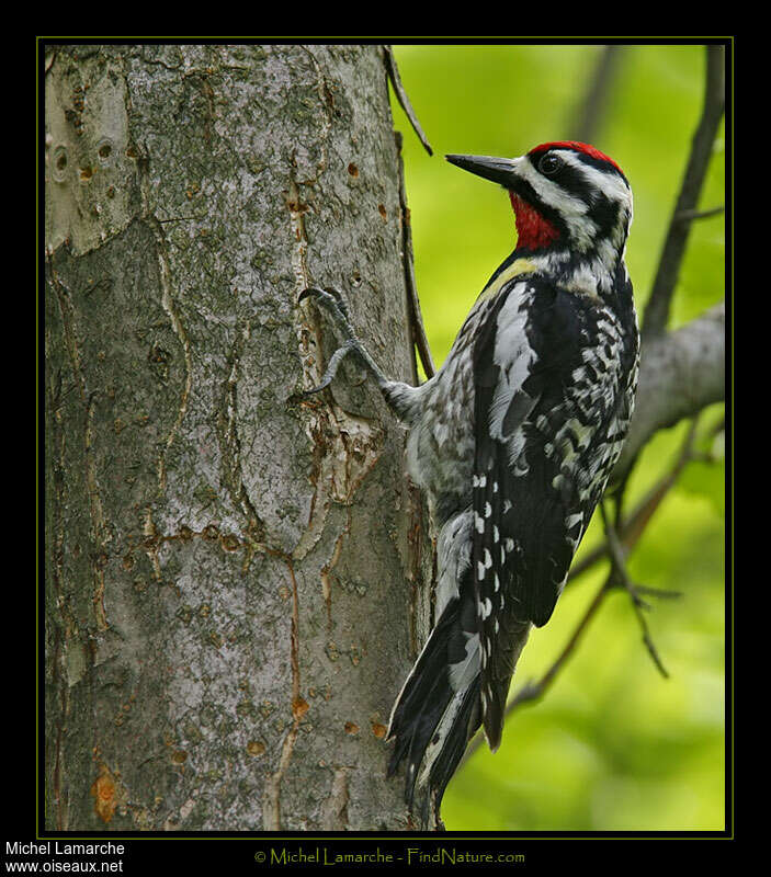 Pic maculé mâle adulte, identification