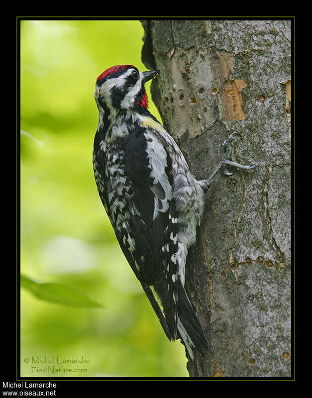 Yellow-bellied Sapsucker male adult, feeding habits, eats