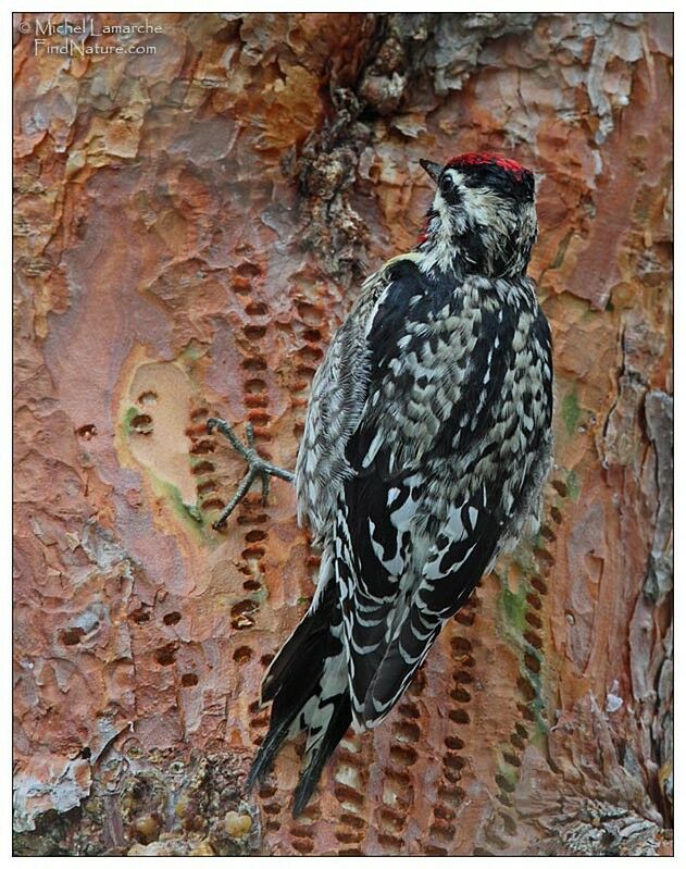 Yellow-bellied Sapsucker male adult