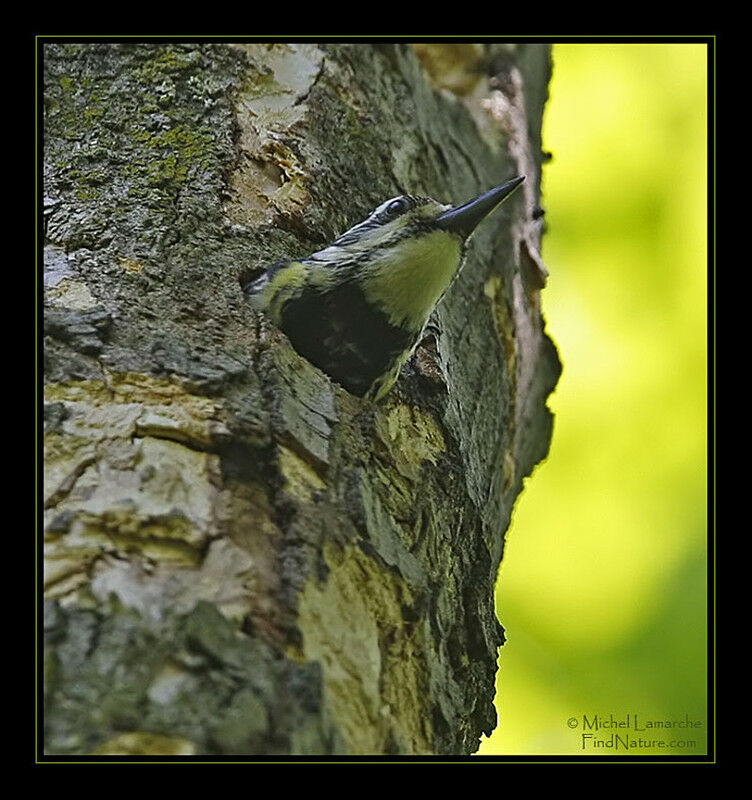 Yellow-bellied Sapsucker female adult