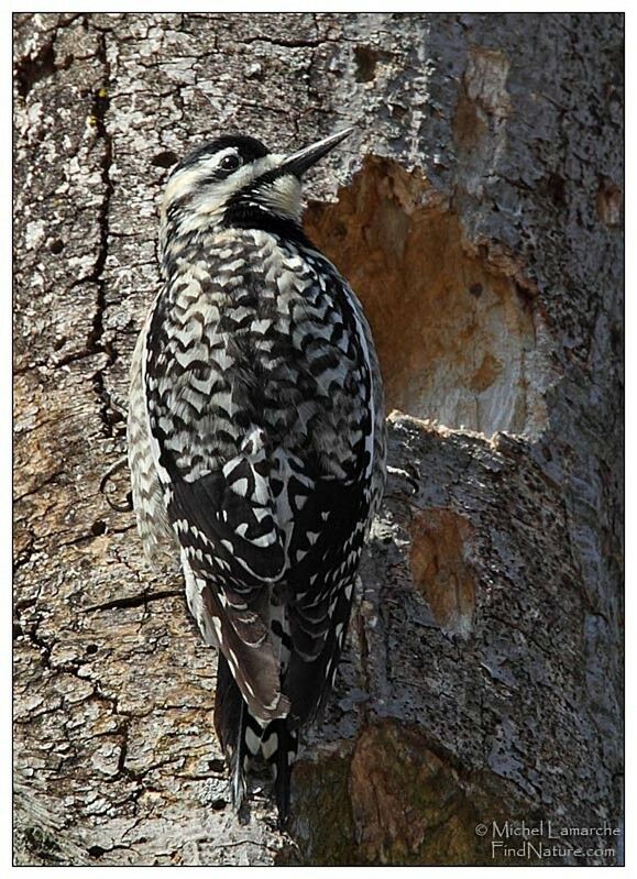 Yellow-bellied Sapsucker female adult